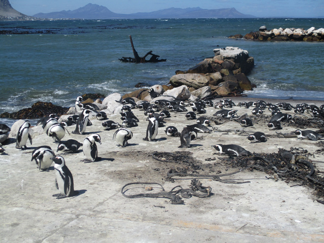 Etel-Afrikka hmatka pingviinit