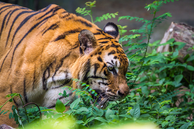 Nepal hmatka, Bengalin tiikeri