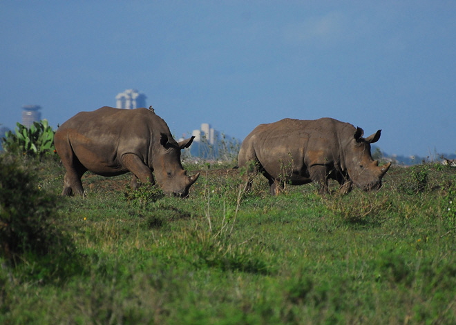 Häämatka Nairobi, Kenia Häämatka Nairobi, Kenia