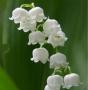 H��matka Aasiaan ja jet lag - last post by Lily of the valley