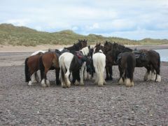 Hevosten lepohetki rannalla