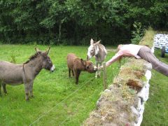 Muckross Traditional Farms