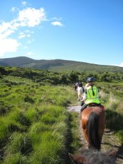 Irish bog