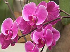 orkidea.jpg