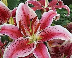 Pink%20Lilly.jpg