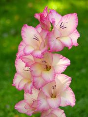 gladiolus-priscilla.jpg