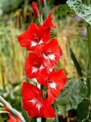 Gladiole-rot-weiss.jpg