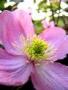 Clematis