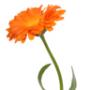 Calendula