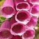 Foxglove