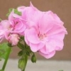 Pelargonia