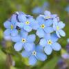 forget-me-not